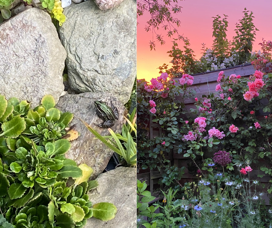 Links: de kikker uit de speciekuip, Rechts: foto van de tuin in bloei (foto's Geert Bonnema)